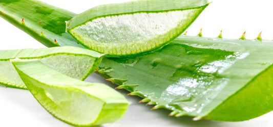 Go Green & Healthy with Organic Aloe Vera!