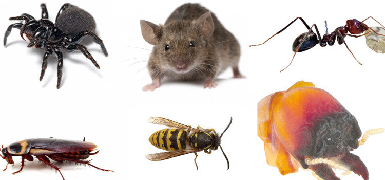 Repelling the Pest