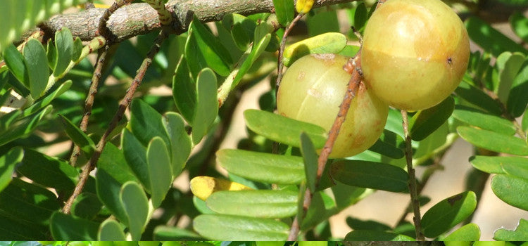 Why Amla Hair Oil is the Miracle Oil for Hair and Scalp?