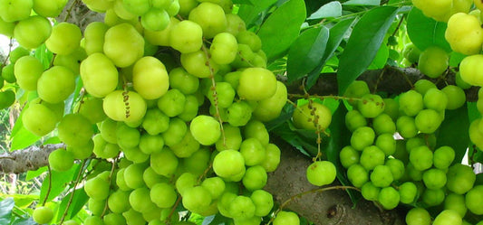 How to Use Organic Amla Powder for Holistic Health