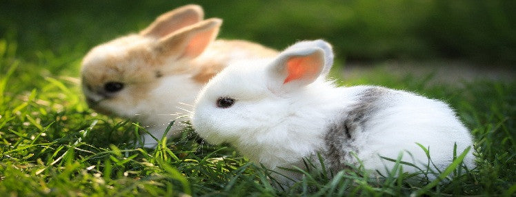 Pet Proofing Your House