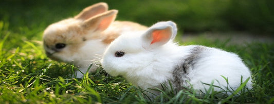 Pet Proofing Your House