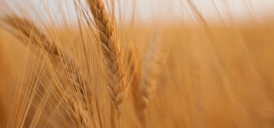 5 Things You Need To Know About The Amazing Barley Grass