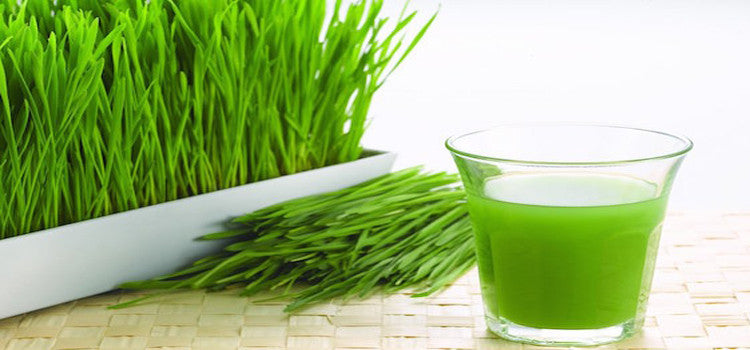 10 Amazing Benefits Of Wheatgrass