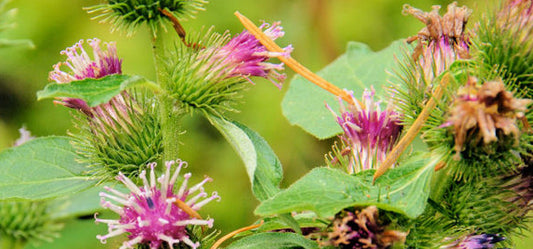 Here Are 3 Reasons You Should Know About The Amazing Burdock