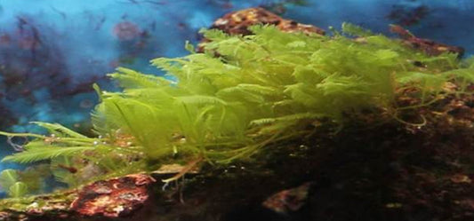 8 Amazing Of Benefits Of Algae You Were Not Aware Of