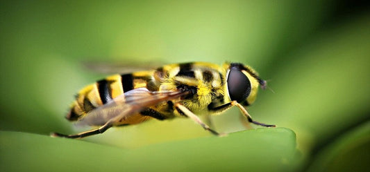 Never let the insects bother you any more