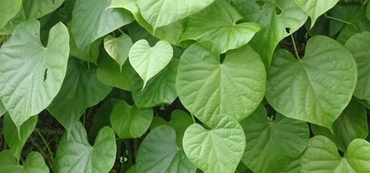 5 Ways Guduchi Can Make Your Body Imperishable