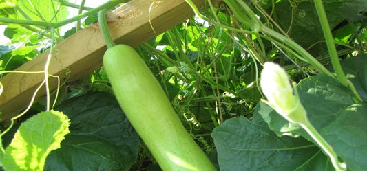 6 Ways Bottle Gourd (Dudhi) Powder Can Boost Your Health