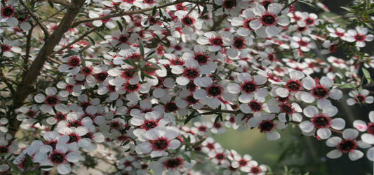9 Health Benefits Of Manuka Essential Oil