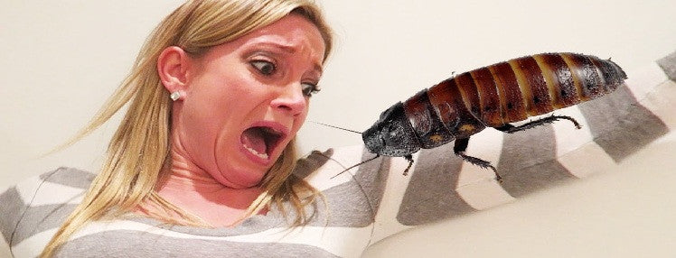 Unwanted Insects In The House? Fight Them Effectively With Organic Insect Repellents
