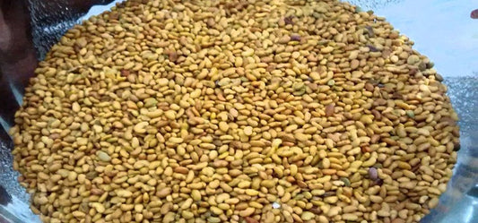 Alfalfa Seeds Give You the Nutrition You Need