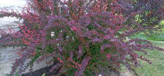 5 Ways Barberry Can Improve Your Health And Life