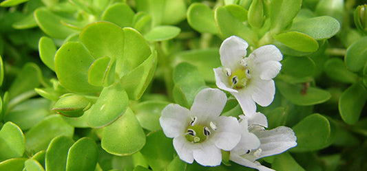 5 Uses Of Brahmi That Will Blow You Away