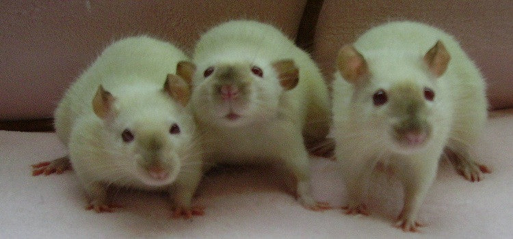 Keep your house a rat-free area with these tips