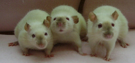 Keep your house a rat-free area with these tips