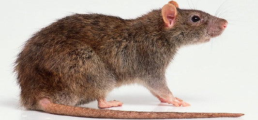 How To Protect Your Home From Invasion Of Roof Rats