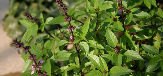 Why Is Tulsi Such A Revered Plant In India