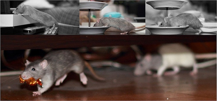 Why making your house rat proof can save you a lot on health bills?