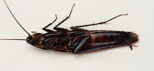How To Get Rid Of Cockroaches Naturally??