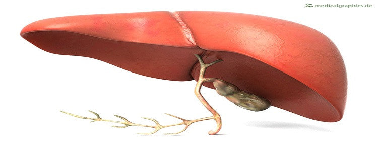 Liver Care Homemade Remedies and Organic Products for Liver