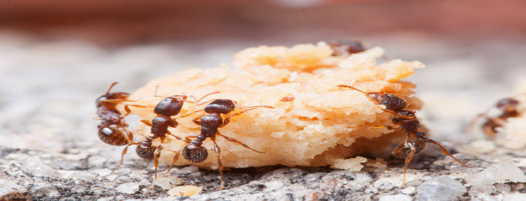 How to Make Your House Insect-Free