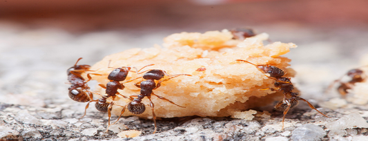 How to Make Your House Insect-Free