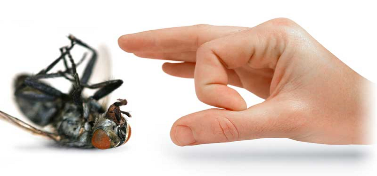 5 Tips To Keep Your Home Pest Free