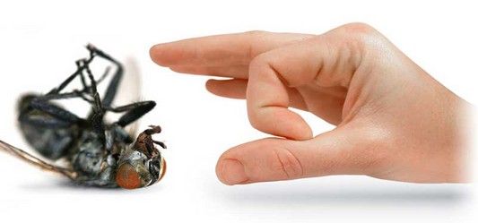5 Tips To Keep Your Home Pest Free