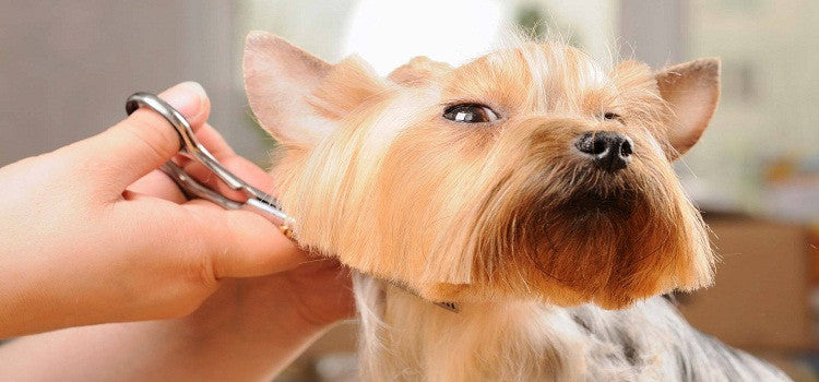 Some grooming tips for your pet