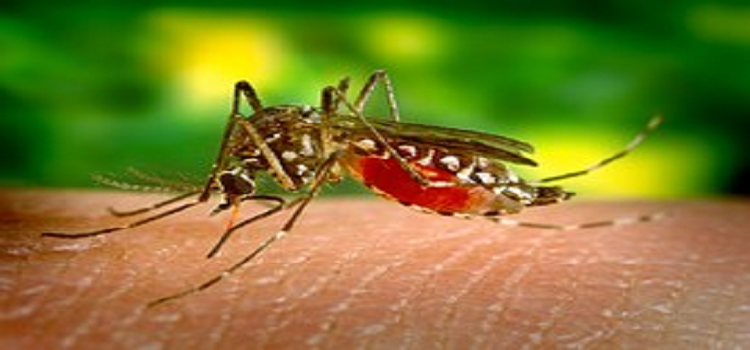 Some Organic Remedies To Prevent Pest Infestation