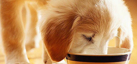 Pet Care Products-Completely organic and natural