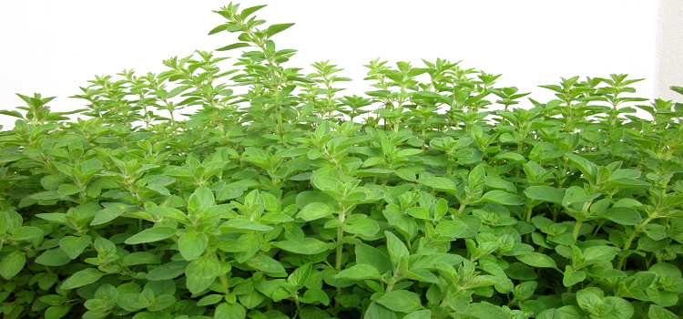Herbal Infusions To Up Your Immunity