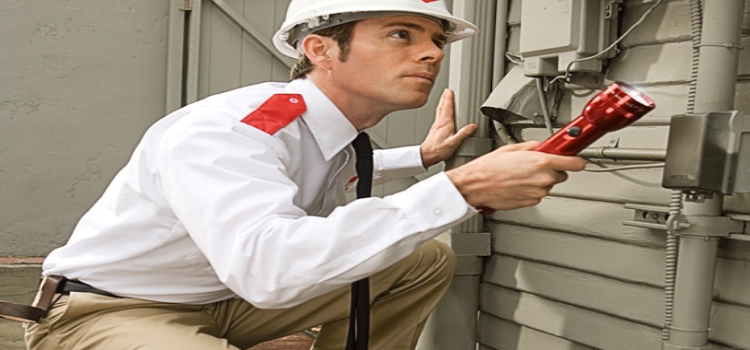 Own A Wooden House-Do Not Compromise With Termite Infestations