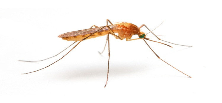 Get Rid Of Mosquitoes From Your Surroundings - Live Safe And Healthy