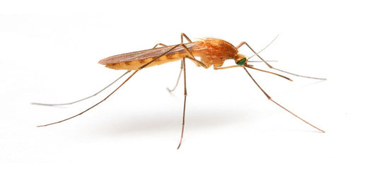 Get Rid Of Mosquitoes From Your Surroundings - Live Safe And Healthy