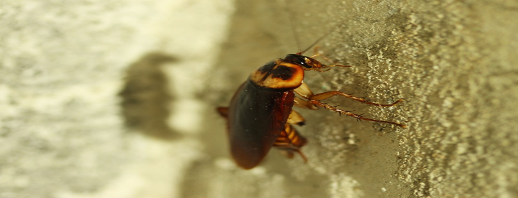 Fight Cockroach Problem with these Natural Insects Repellents