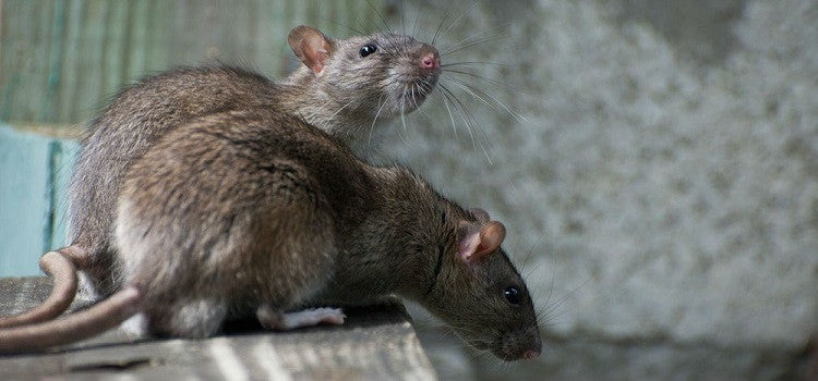 How To Prevent Rats In Home