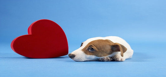 5 Safety Devices To Make Your House Pet Safe