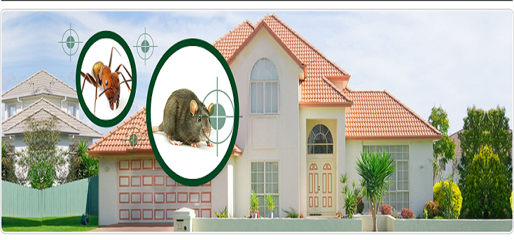 Annoyed With Pests? We Have Something For You