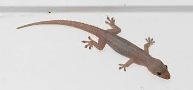 Get Rid Of Lizards With Anti-Lizard Products