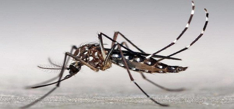 Keep Your Home Free Of Mosquitoes With Non-Poisonous Products