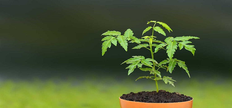 Benefits of Neem (Wonder Leaf):  The Best Healing Herb