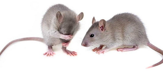 How To Protect Your House From Rat Infestation