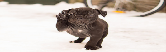 Tips and Tricks to maintain a kennel