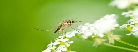 Open your windows - fight mosquitoes with organic products