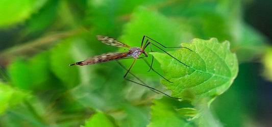 Excellent Natural Ways To Keep Insects Away