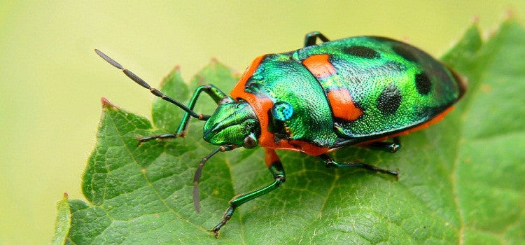 The Organic Way To Fight Pests