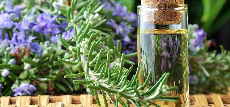 Rosemary Essential Oil: Health Benefits