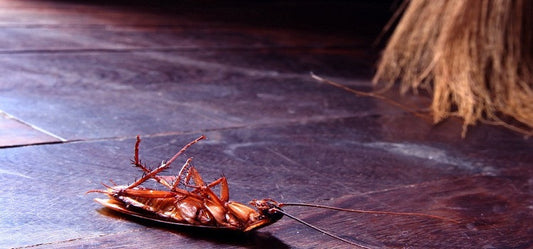 Are Pests Attacking Your Home? SomeSimple Remedies